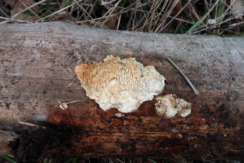 Antrodia gossypium 1 - Tronco